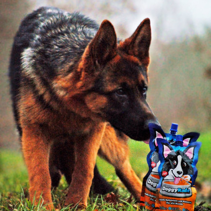 Boisson santé et bien être pour Chiens et Chats