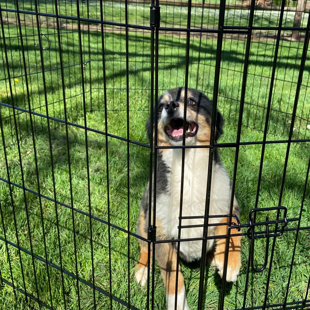 parc enclos pour chiens