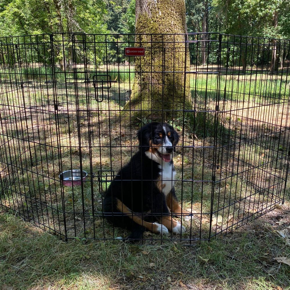 Enclos pour chien par Gaspar sur L'Air du Bois