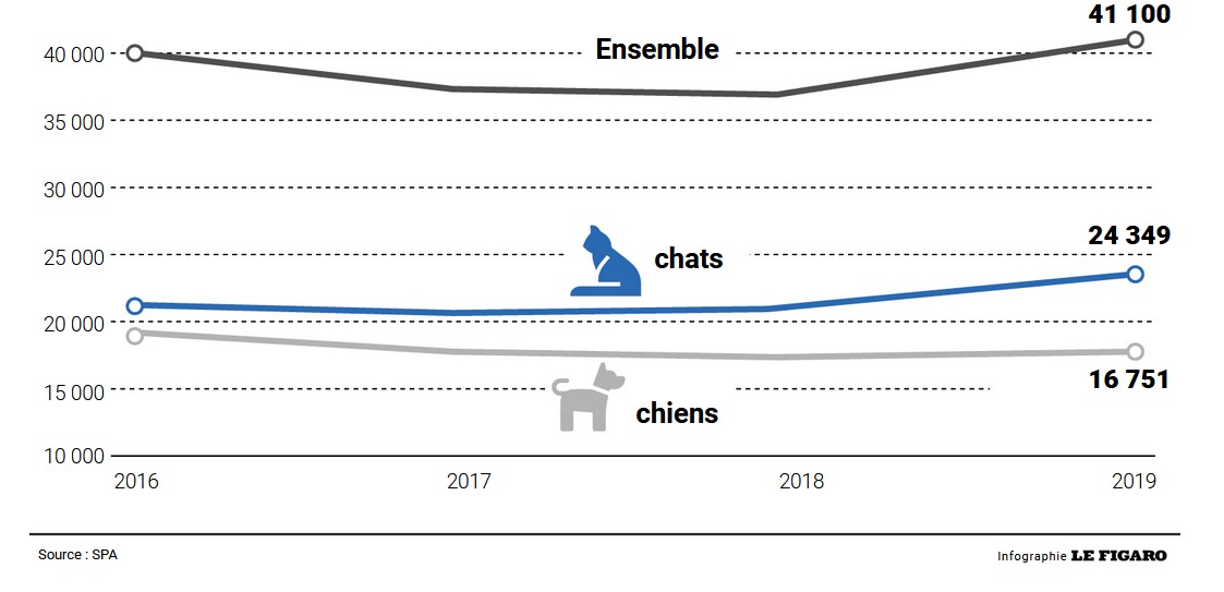 Adoptions de chats et de chiens en France, via la SPA