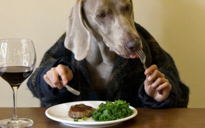Comment bien nourrir un chien