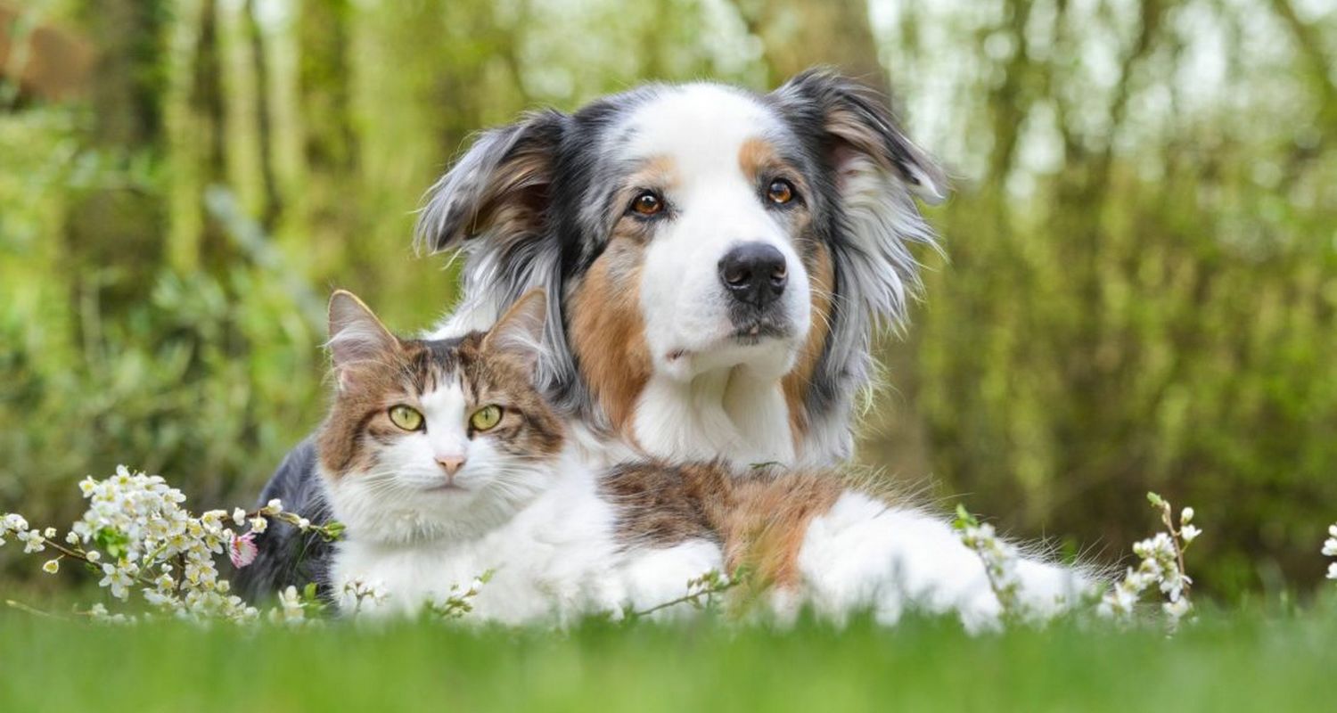 chien chat du mone 01