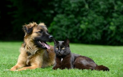 Boisson santé et bien être pour Chiens et Chats
