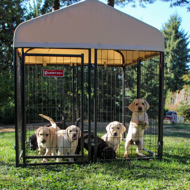 Boutique lucky dog jce France (10)