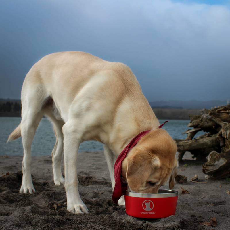 Boutique lucky dog jce France (11)