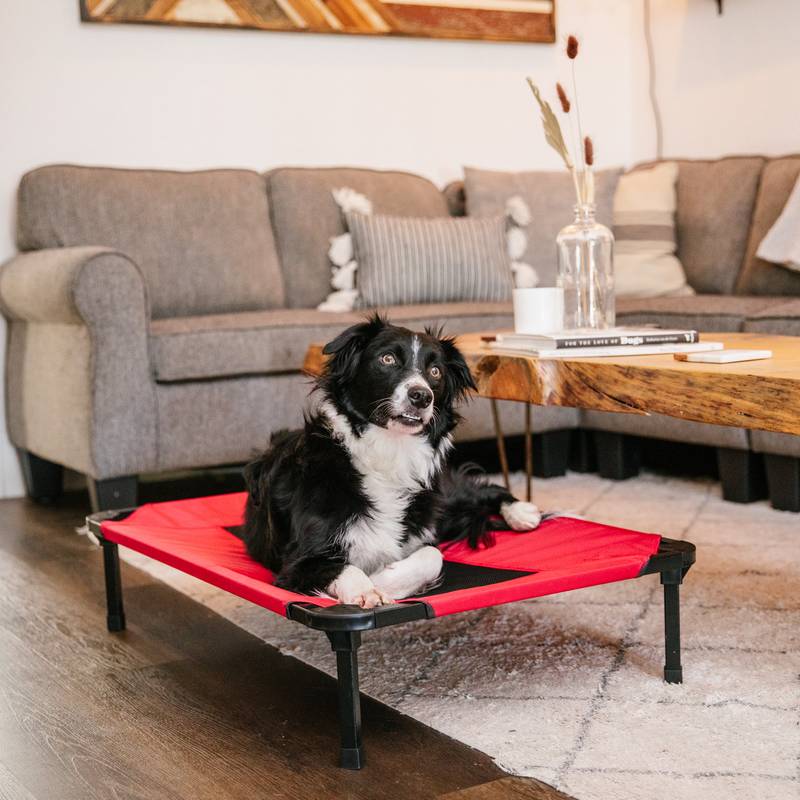 Boutique lucky dog jce France (5)