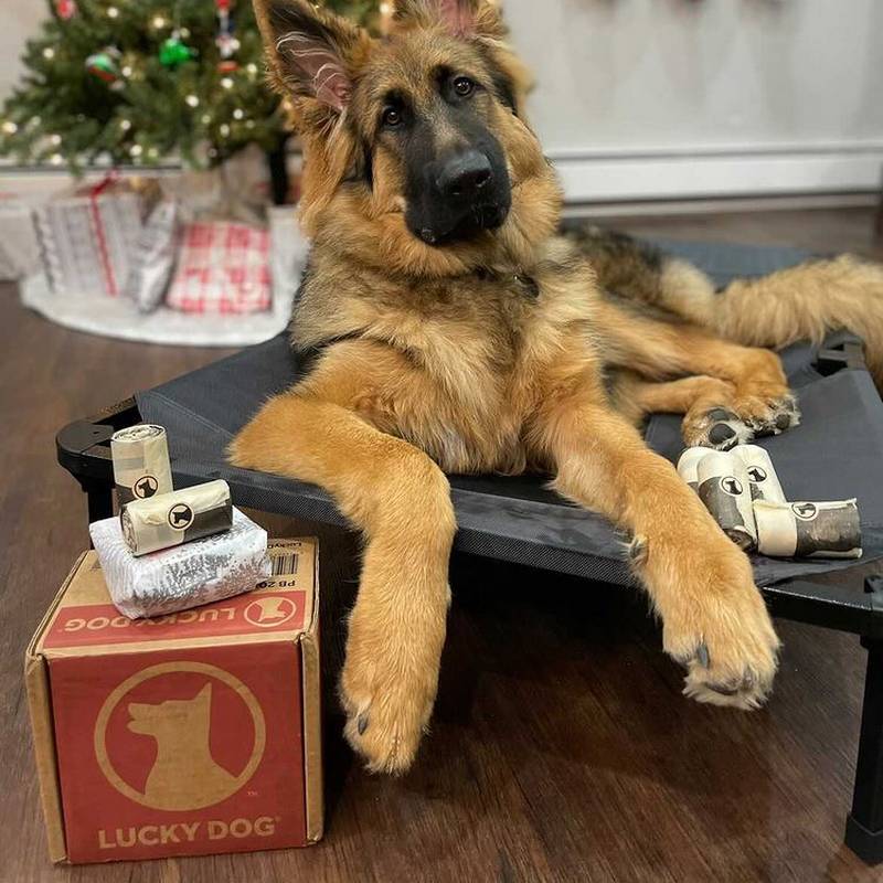 Boutique lucky dog jce France (8)