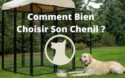 Comment Bien Choisir Son Chenil ?