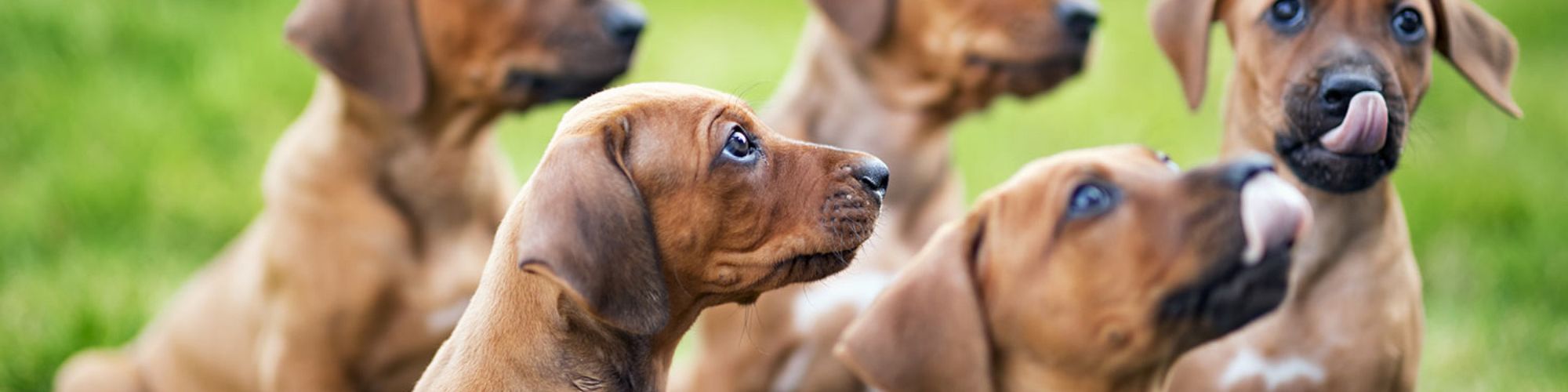 Lucky Dog Boutique En Ligne