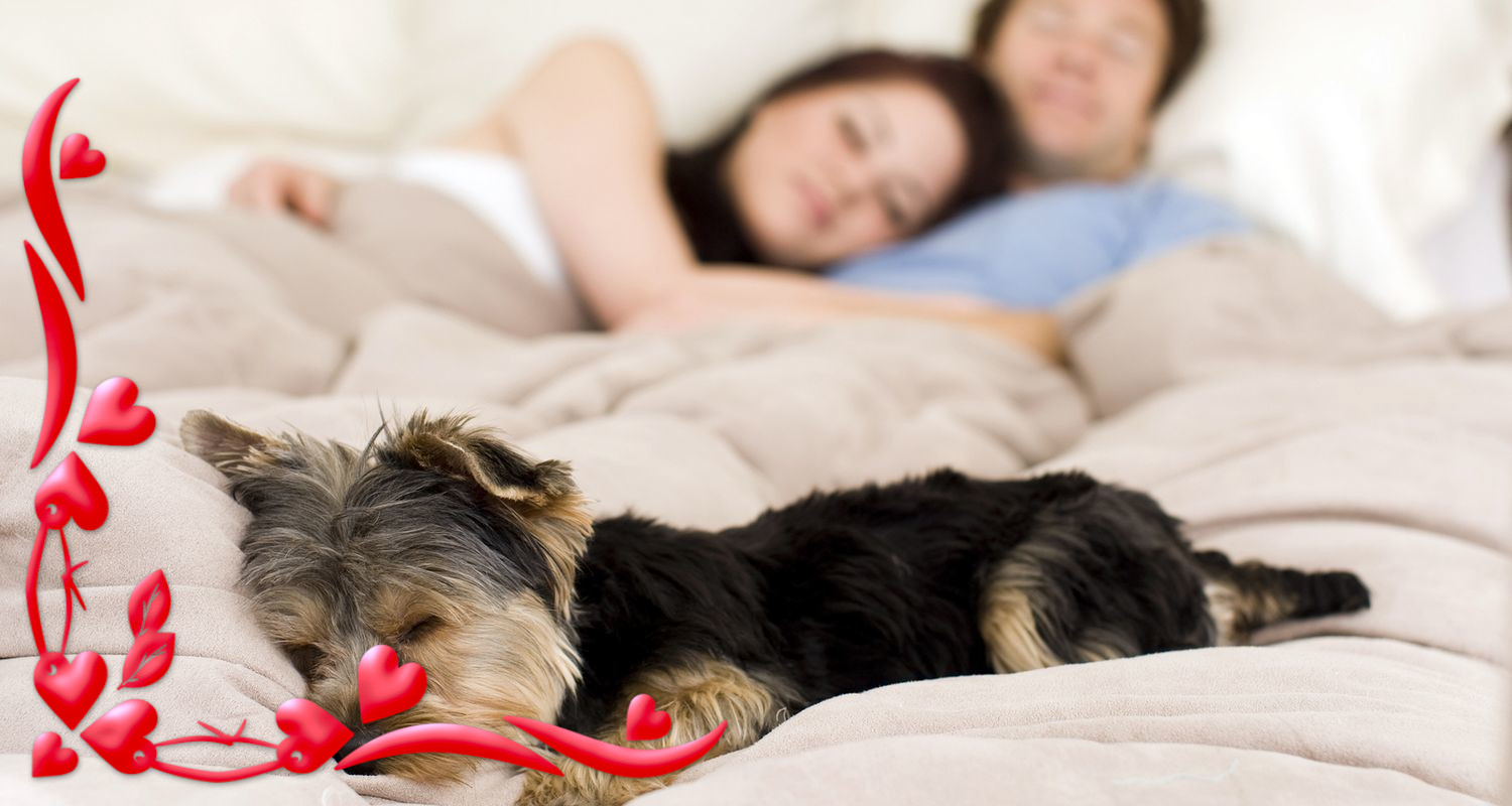 Cadeau Original Pour Chien Cadeaux St Valentin