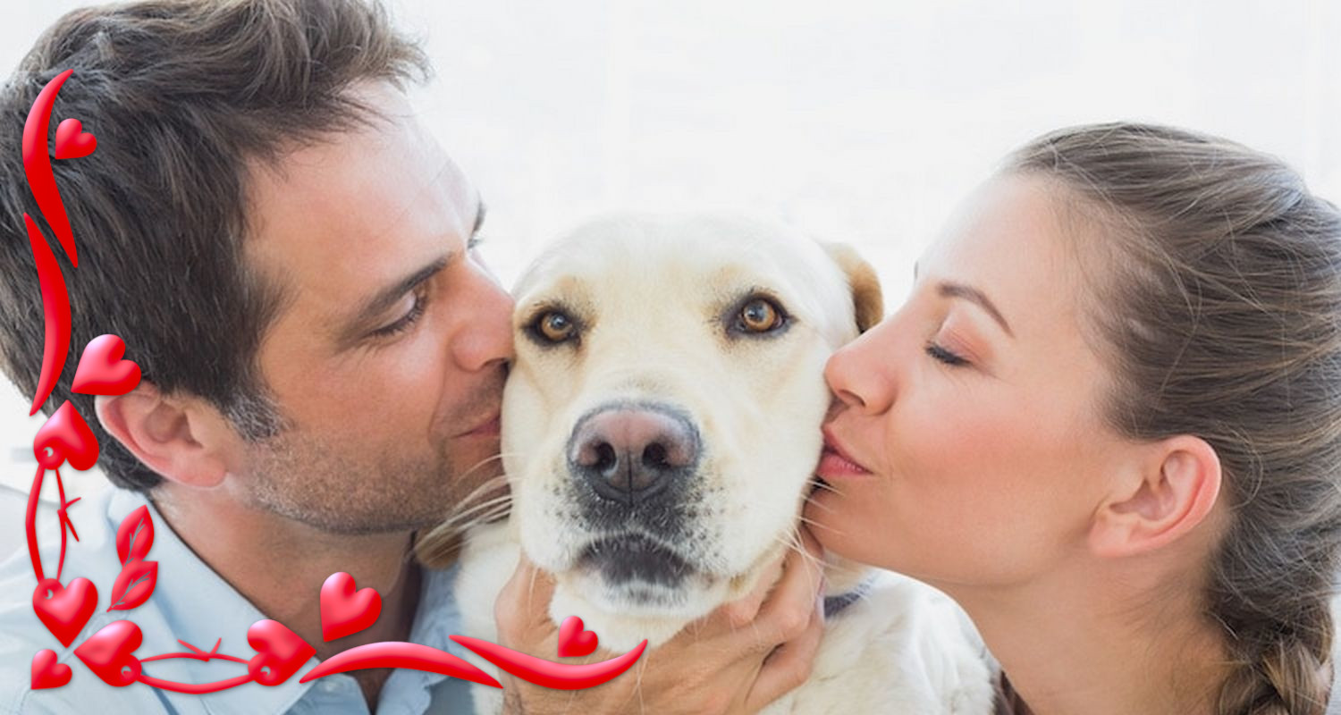 Cadeau Original Pour Chien Cadeaux