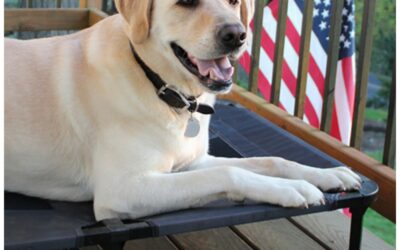 Matelas surélevés pour chiens