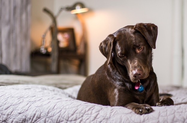 Belles photos de chiens que vous allez certainement adorer