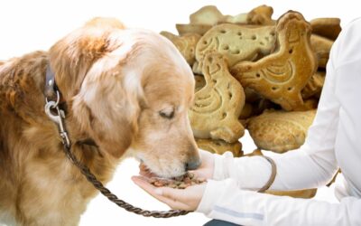 Biscuits Superfood Pour Chien – Biscuits SMOOKIES