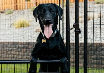 Enclos d'attente et de détente pour Chien difficile en panneaux - L 450 cm  x L 150 cm x H 180 cm - Treillis Soudés - Lucky Dog